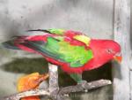 Chattering lory