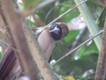Raggiana bird-of-paradise *
