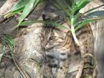 Sunda (Javan) leopard-cat
