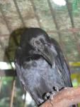 Large-billed crow *