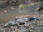 Hall's New Guinea crocodile