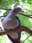 Green imperial-pigeon