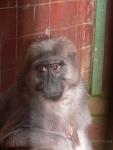 Muna-buntung macaque *