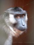 Siberut macaque *