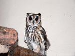 Striped owl *