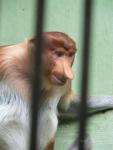 Proboscis monkey *