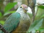 Rose-crowned fruit-dove *