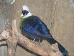White-crested turaco