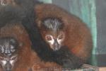 Red-bellied lemur *