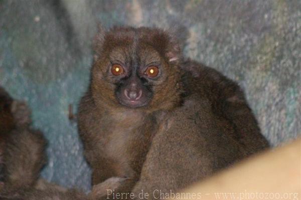 Greater bamboo lemur *