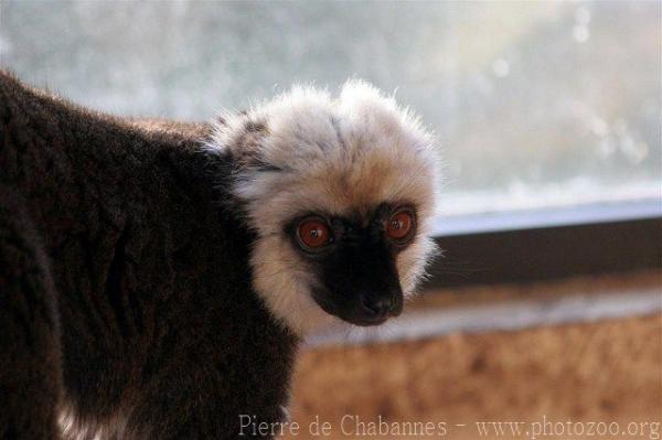 White-fronted lemur
