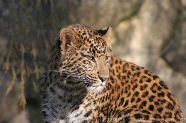 Chinese leopard
