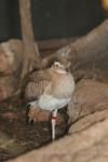 Double-striped thick-knee