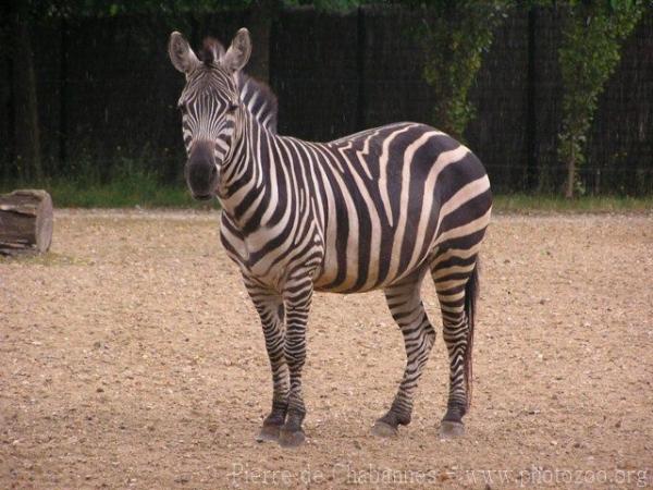 Grant's zebra *
