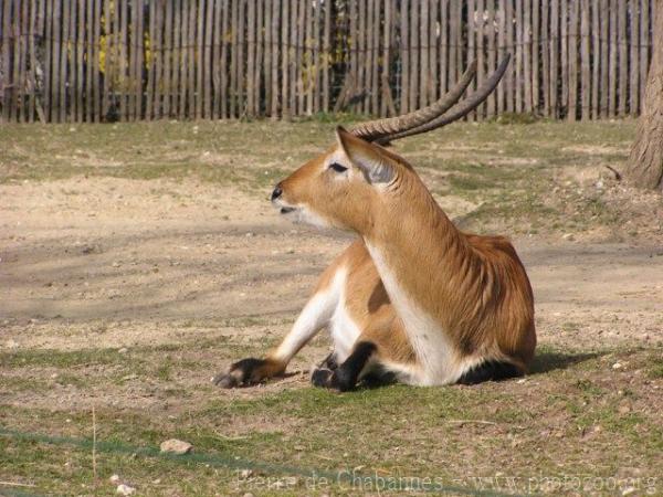 Southern red lechwe *