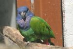 Blue-headed parrot *