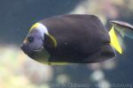 Queensland yellowtail angelfish