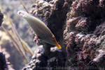 Harlequin filefish