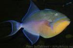 Queen triggerfish