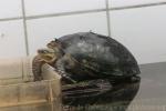 Zhou's box turtle *