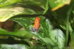 Strawberry poison-frog *