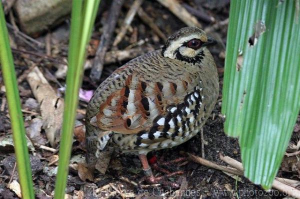 Brown-breasted hill-partridge *