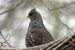 Scaled quail *