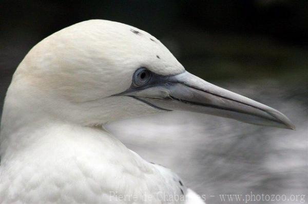 Northern gannet *
