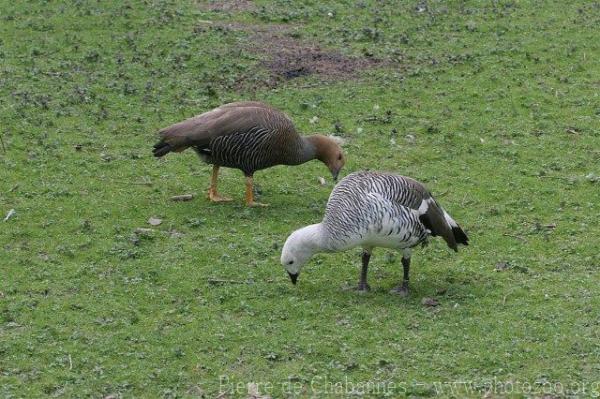 Upland goose