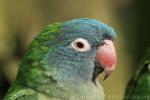Blue-crowned parakeet *