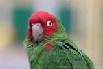 Red-masked parakeet *