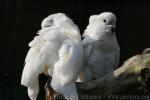White cockatoo *