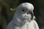 Abbott's yellow-crested cockatoo *