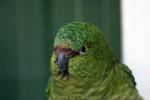 Austral parakeet *