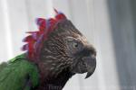 Hawk-headed parrot *