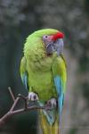 Great green macaw