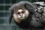 Wied's black-tufted marmoset *