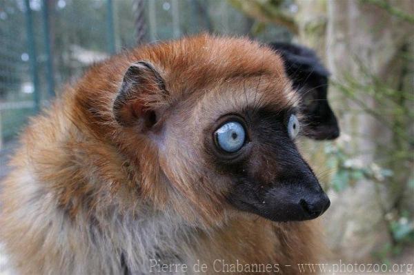 Blue-eyed black lemur