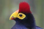 Ross's turaco *
