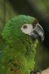 Chestnut-fronted macaw