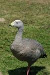 Cape Barren goose