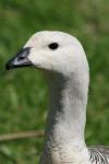 Upland goose