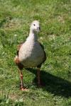 Orinoco goose