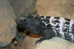 Roatan spiny-tailed iguana *