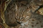 Rusty-spotted cat *