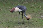 Grey crowned crane *