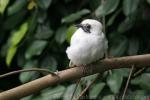 Bare-throated bellbird *