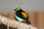 Paradise tanager *