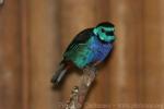 Opal-rumped tanager *