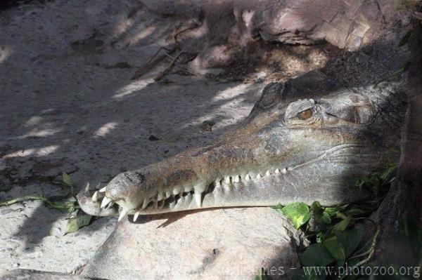 Malayan gharial *